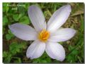 Crocus longiflorus